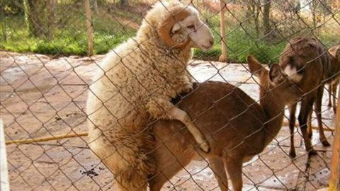 20111208102910_sheep.jpg