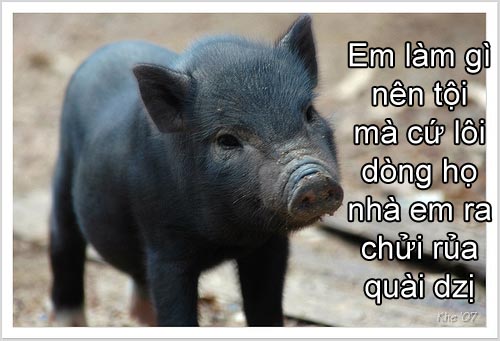 pig2.jpg