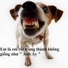 dog-bite.jpg