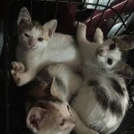 kutybibabut