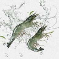 Artemia