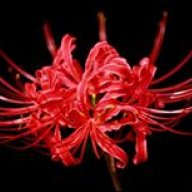 RedspiderLily