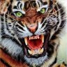 tigerts