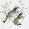 Artemia