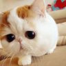 MooMoo